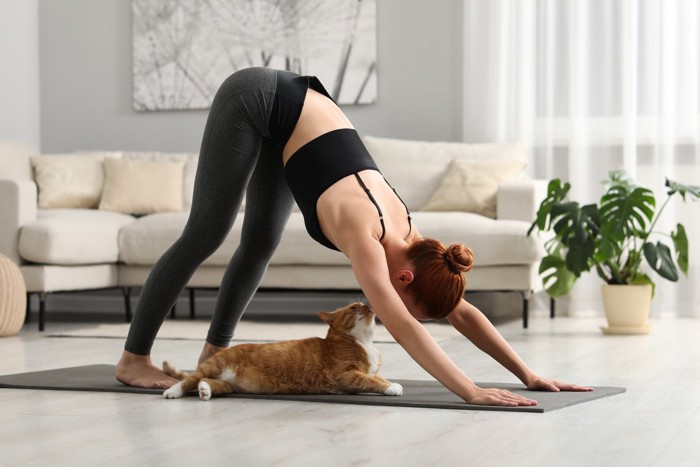 トレーニング中の女性を見つめる猫