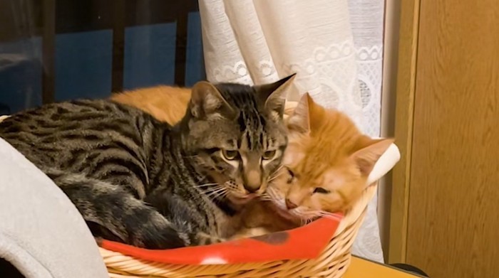 寄り添っている二匹の猫