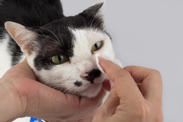 目を拭かれる猫
