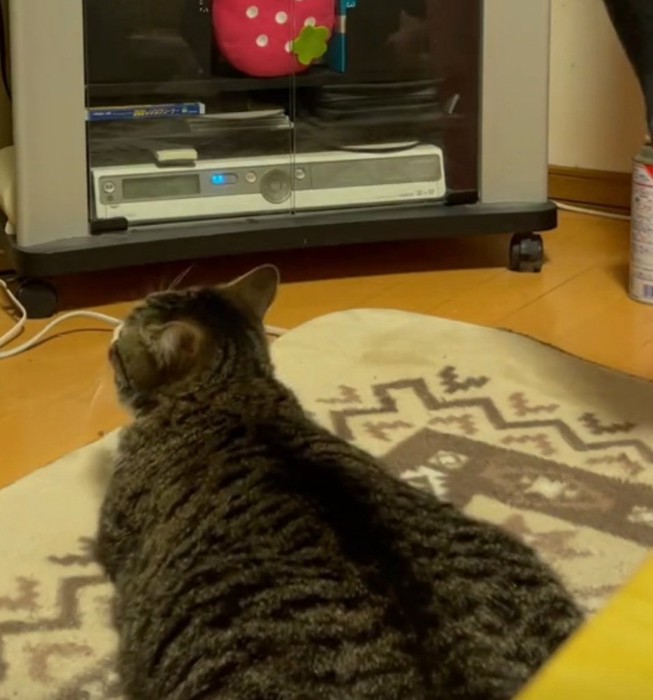 前を向き直す猫