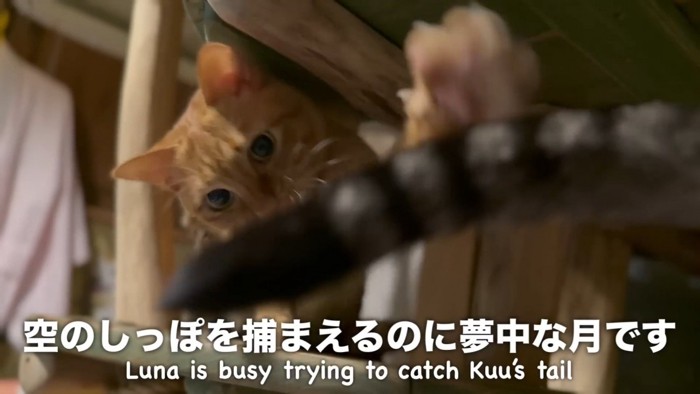 しっぽに手を伸ばす猫さん