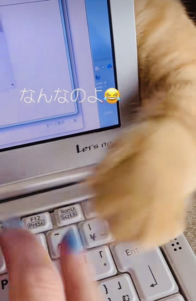ノートパソコンの後ろから猫パンチするミックス猫