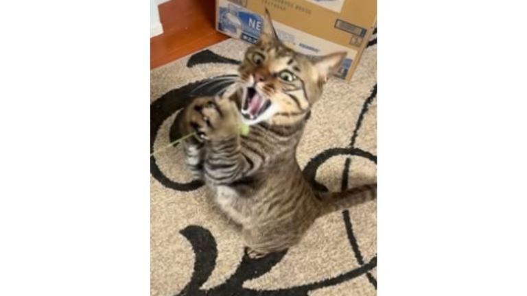 遊んでいる猫