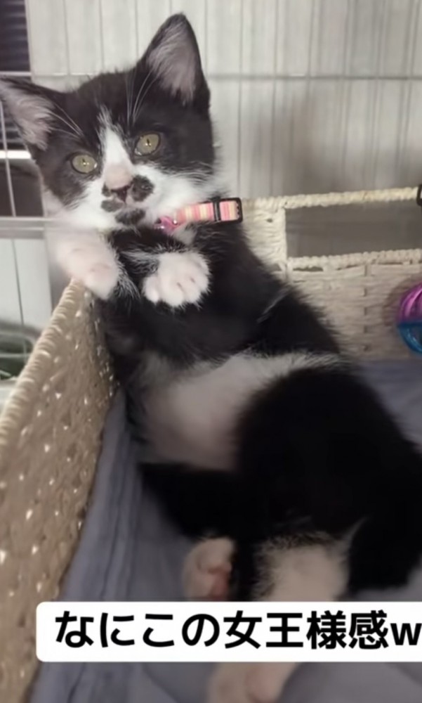 「なにこの女王様感w」のテロップ写真