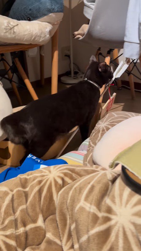 キッチンへ向かう猫の背中を見送る飼い主