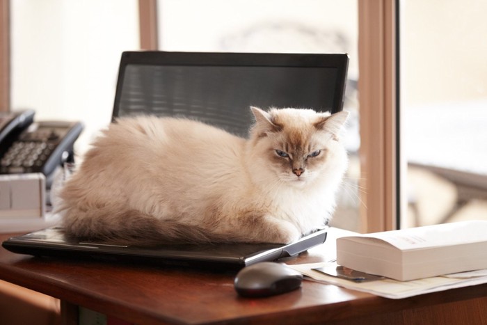 パソコンの上に座り込む猫