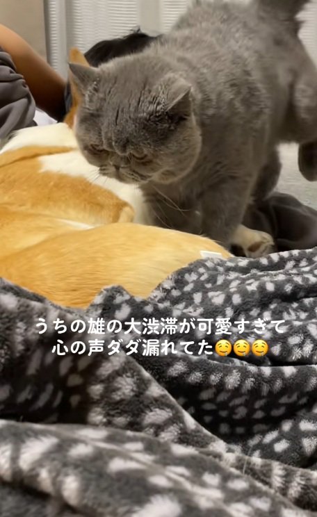 犬と寝ている飼い主のそばにやってくる猫