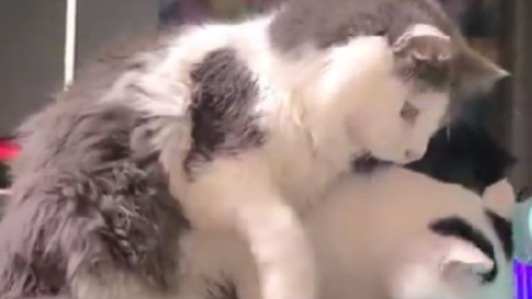 知育玩具の前にいる猫たち