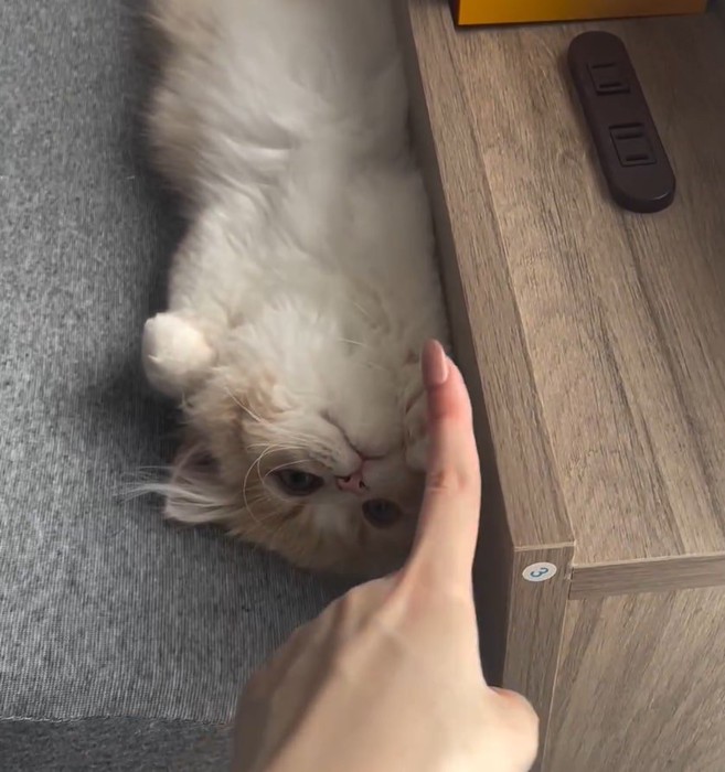 指が猫に近づく