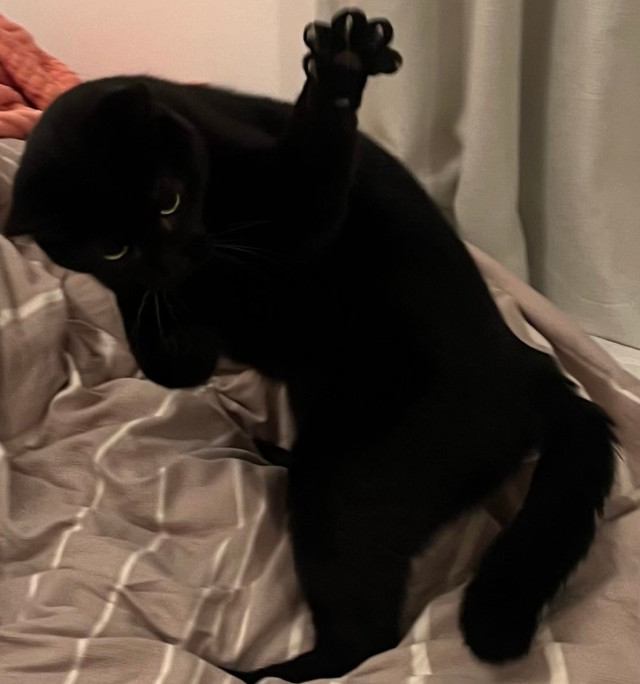 黒猫の全身