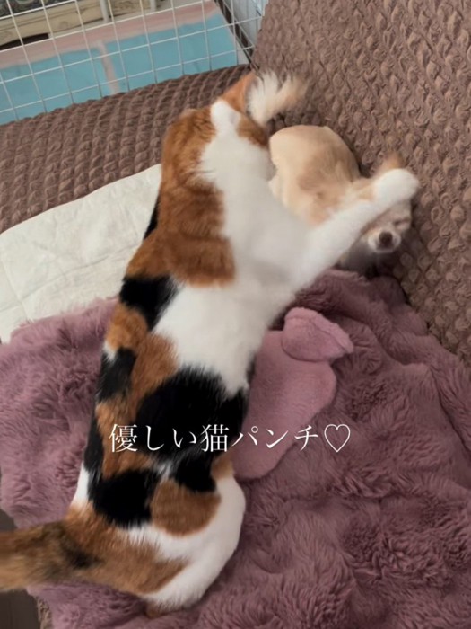 犬に猫パンチする猫