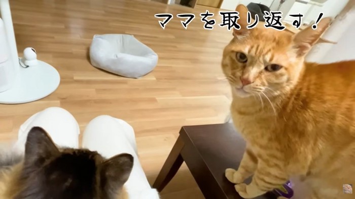 テロップ「ママを取り返す！」