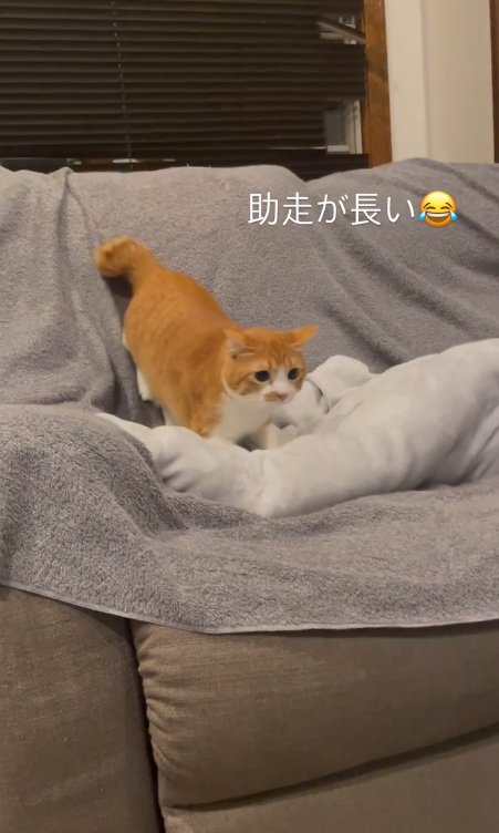 真剣な表情のセッタくん