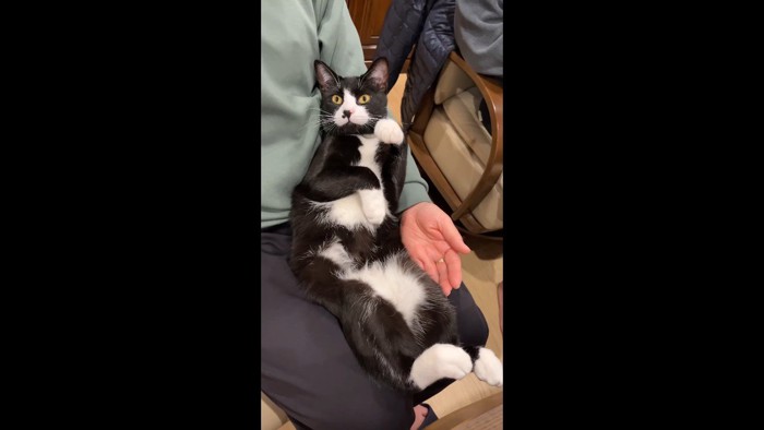 左前足を上げた姿