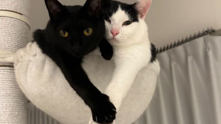 ハンモックにいる猫たち