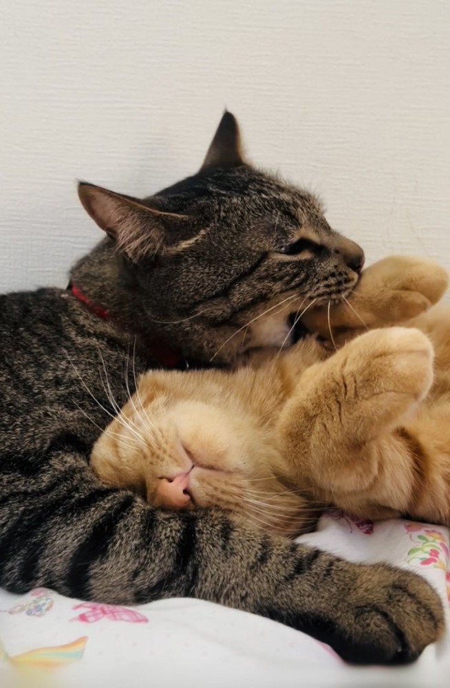 茶トラ猫の前足を甘噛みするキジトラ猫