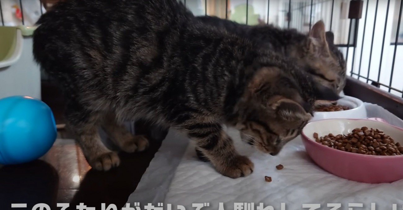 こぼしたご飯を食べる2匹の猫