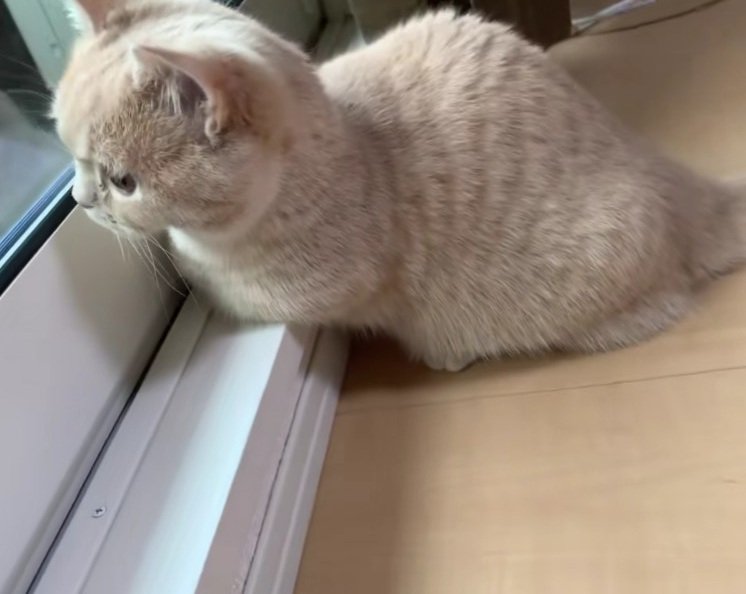 外を見ているむぎちゃん