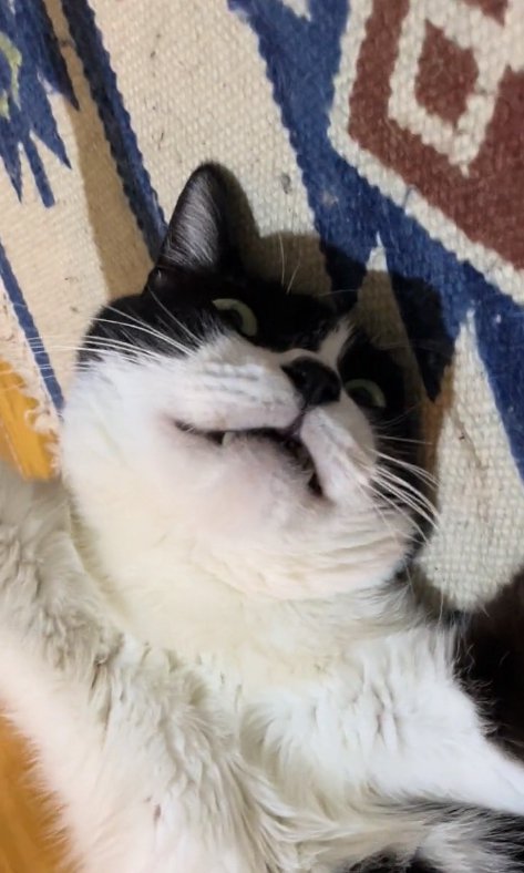 口を半開きにしてヘソ天で笑っている猫