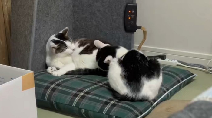 2匹の猫がグルーミングをしている