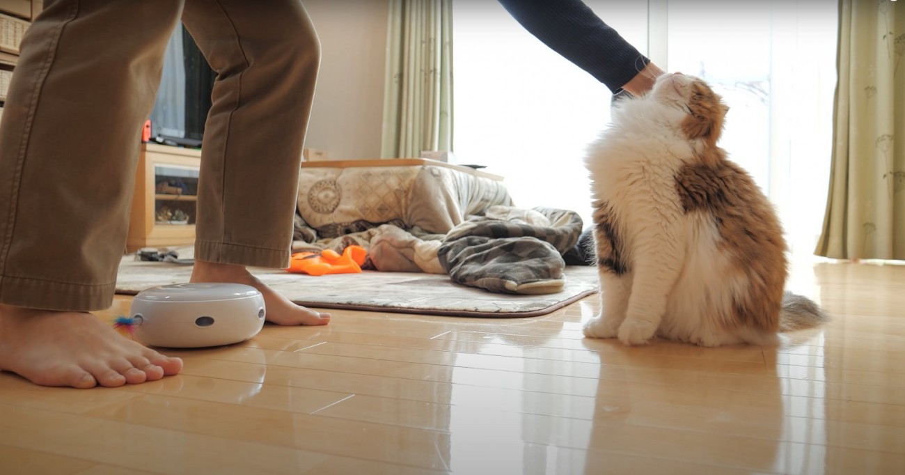 お座りして飼い主に撫でられる猫