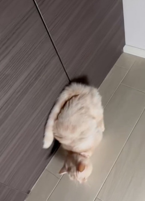 なぜか前に進んでしまう猫