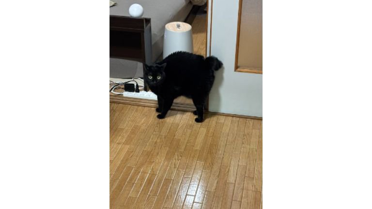 室内にいる猫