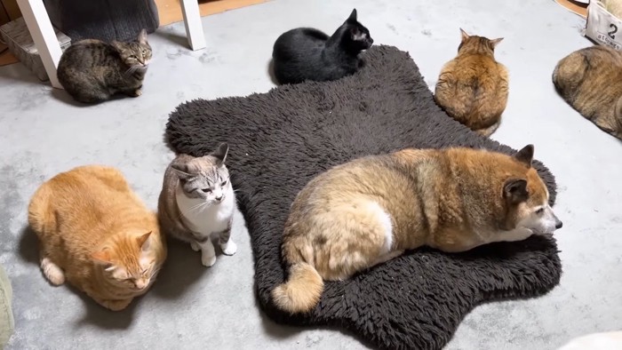 リキくんと6匹の猫さん