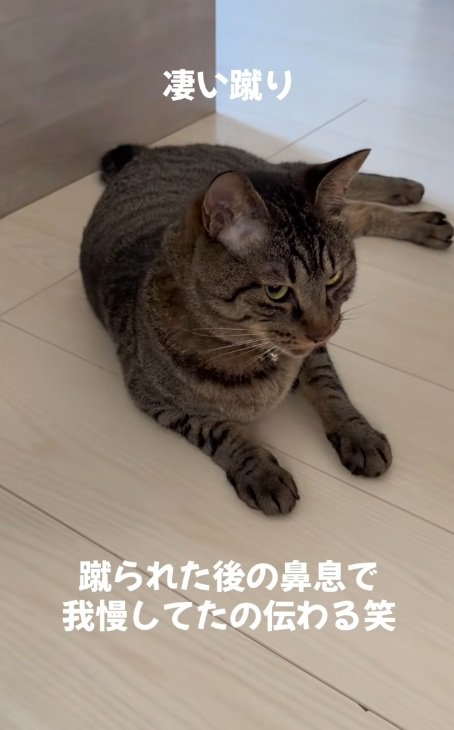 落ち着いた様子でふせているキジトラ