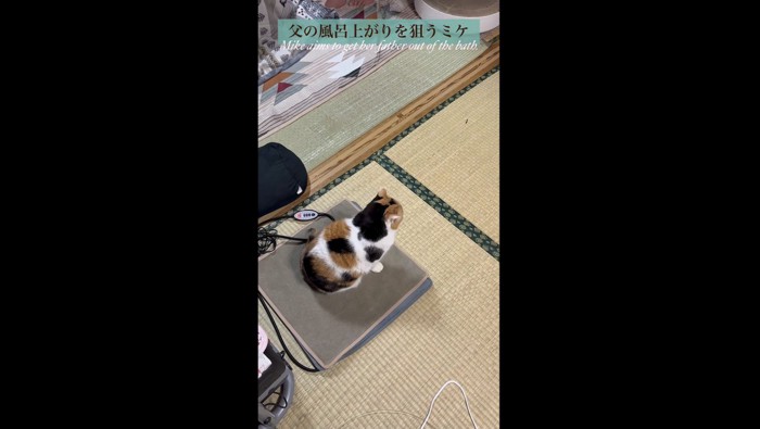 お父さん待ちのミケ