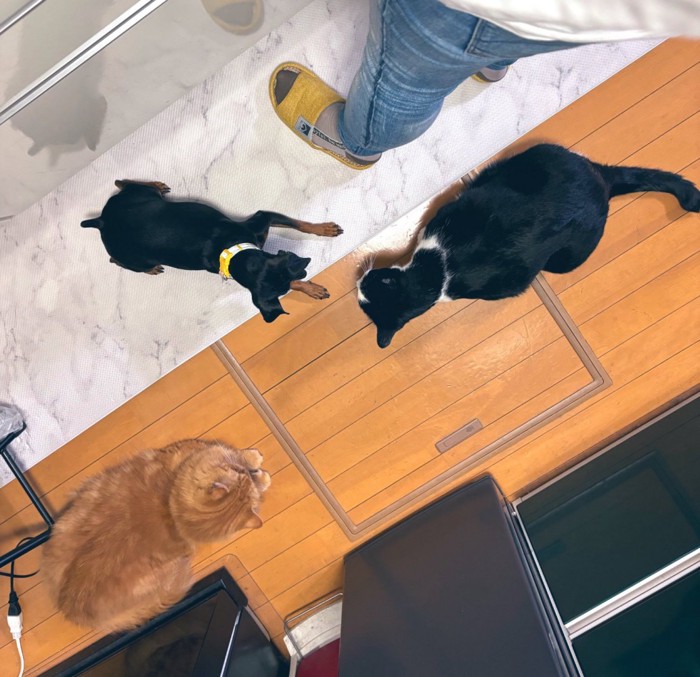 足元で待つ犬と猫