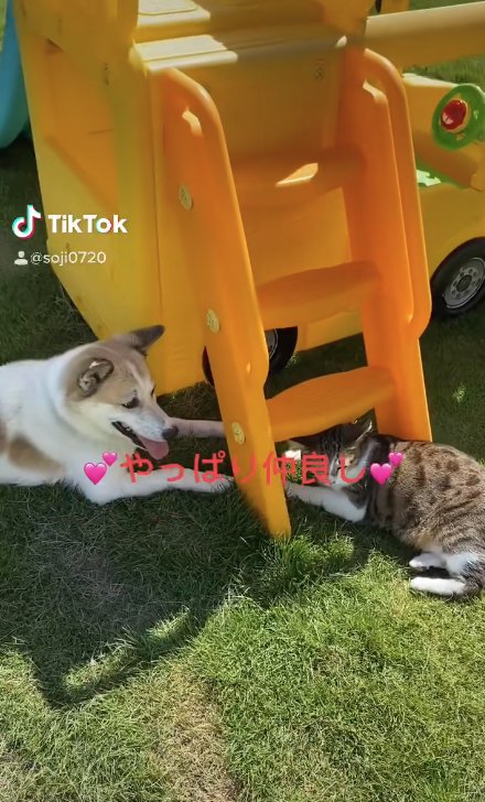 向かい合って伏せをしている犬と猫