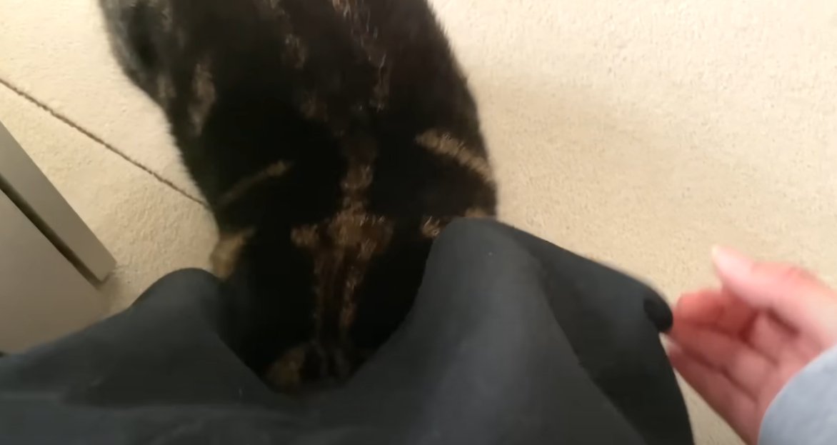 人のスカートの中に潜る猫