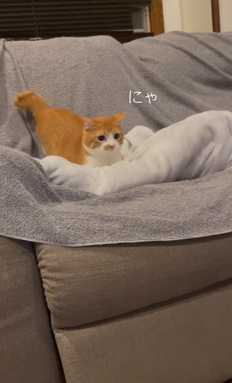 鳴くセッタくん