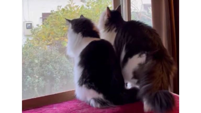 ニャルソックしていた猫たち