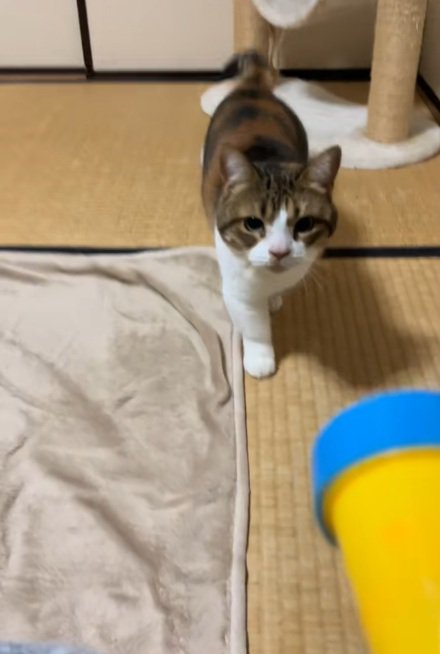 おもちゃに近寄ってくるマンチカン