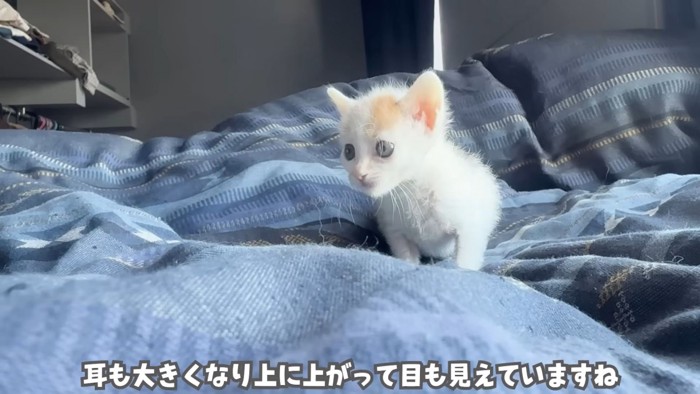 テロップ「耳も大きくなり~」