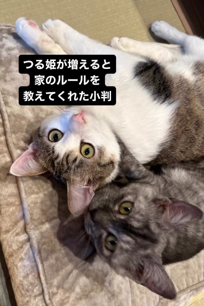 くっついてる2匹の猫