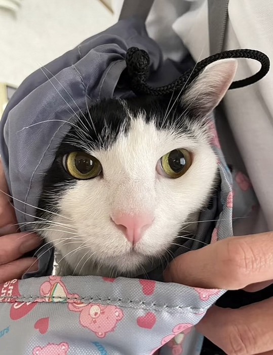 鞄に入って抱っこされるハチワレ猫