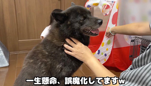 子供用テントから目を逸らす甲斐犬