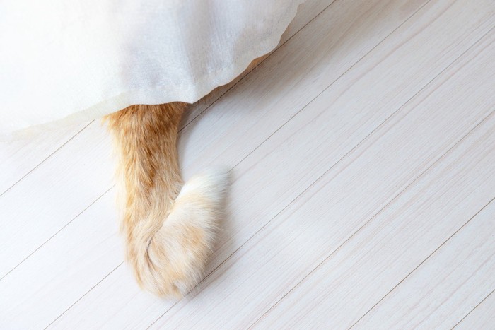 カーテンからはみ出す猫のしっぽ