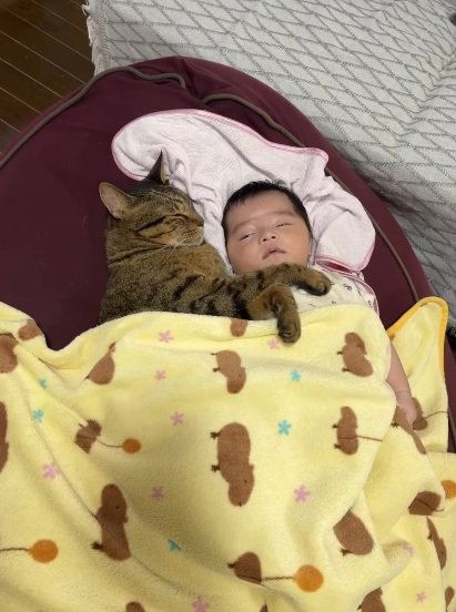 赤ちゃんと一緒の布団で寝る猫
