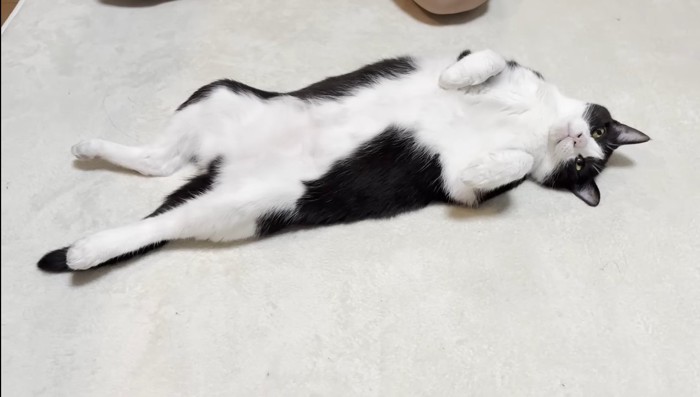 伸びたひまわりちゃん2