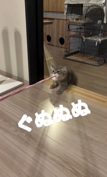 猫じゃらしを持っている猫