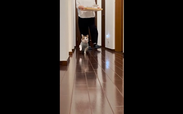 右前足を上げて先導