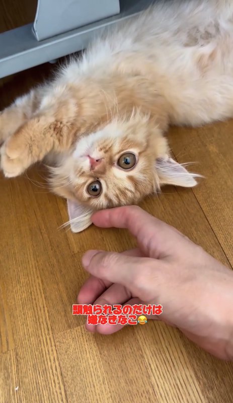 飼い主の手のそばで横になっている猫