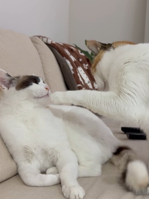 右の猫の口を触ろうとする左の猫