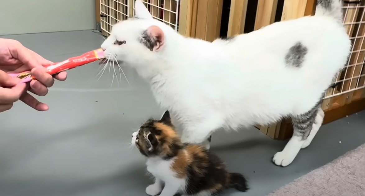 ちゅーるをなめる猫と近くに子猫