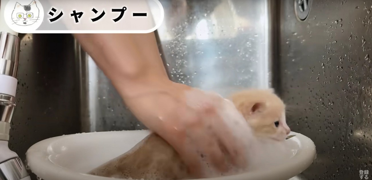 シャンプーされている子猫