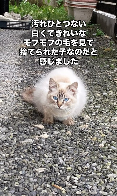 砂利の上で香箱座りをする猫